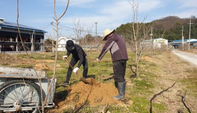 2020년 봄맞이 감나무 심기 및 거름주기